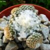 Copiapoa _hypogaea _ssp.laui_ FK439 _16